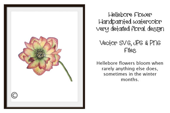 Watercolor Flower Hellebore Design for Local Crafts Branding